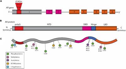 Frontiers | Exploring the Role of Posttranslational Modifications 